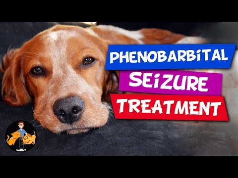 Video: Nežádoucí účinky fenobarbytolu používané pro záchvaty u psů