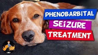 Phenobarbital in Dogs - the Best Epilepsy and Seizure Treatment? - Dog Health Vet Advice