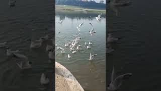 “नदी किनारे चहकती जिंदगी” #nature #love #ytshorts #shortfeed #shorts