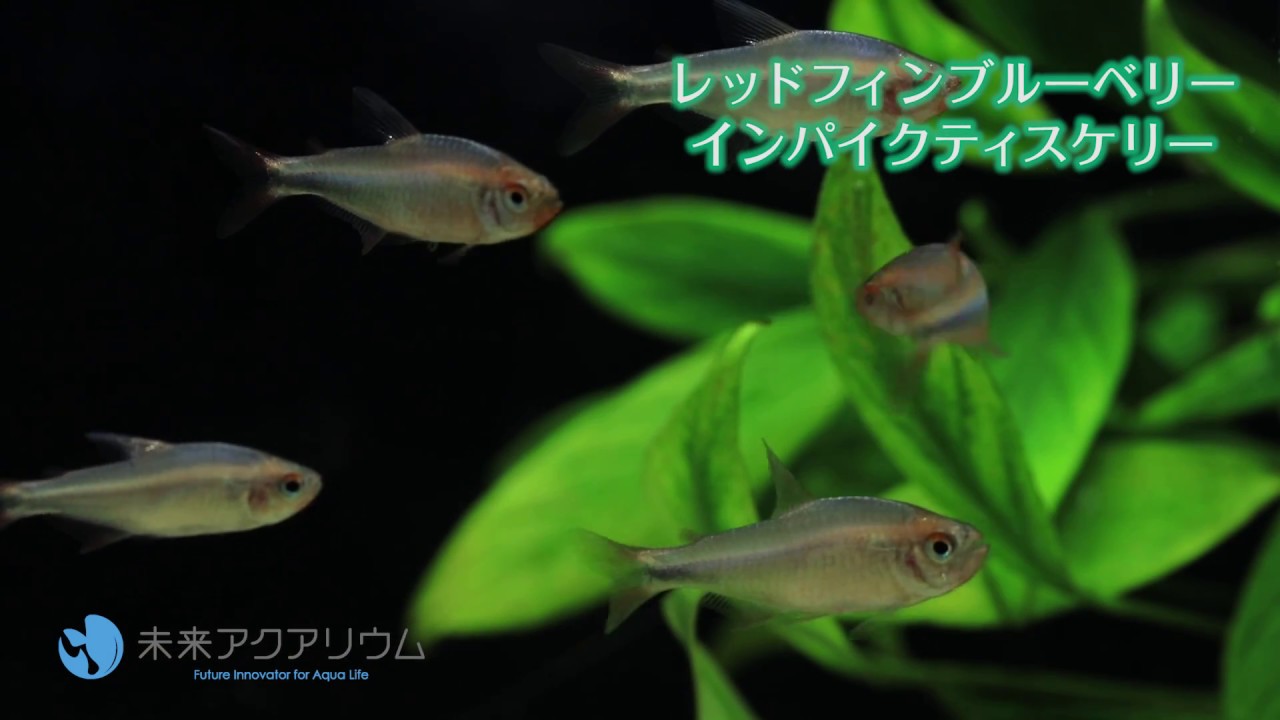 レッドフィンブルーベリーインパイクティスケリー 未来アクアリウム Youtube