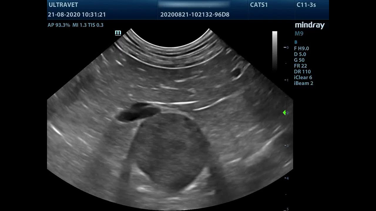 Left adrenal mass ultrasound in a dog YouTube