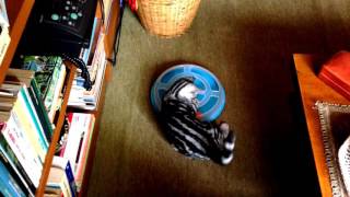 Dreamy, my British shorthair kitty: playing with a funny ball by Dreamy Cat 13 views 7 years ago 46 seconds