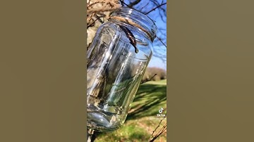 How to tap for Birch Sap #shorts