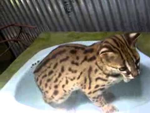 kucing Kucing Hutan Borneo