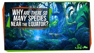 Why Are There So Many Species Near the Equator? Why Are There So Many Species Near the Equator?