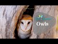Owl Characteristics and Behavior Quiz