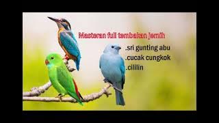 Masteran full tembakan Sri gunting abu abu,cungkok,cililin, #masterankacer #masteranmuraibatu 