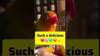 🐦Fruit Addict in Feathers!🍎🍊 When Mango Goes Full Snack Mode#supersnacks #bananafingers #snackattack