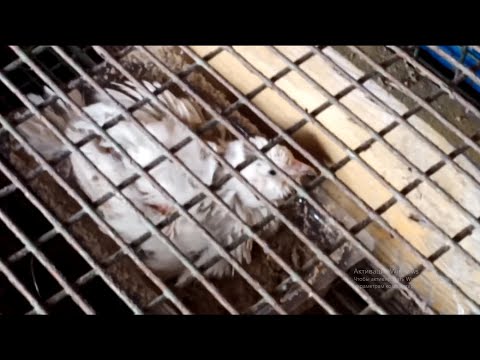 Содержание Перепелов в домашних условиях