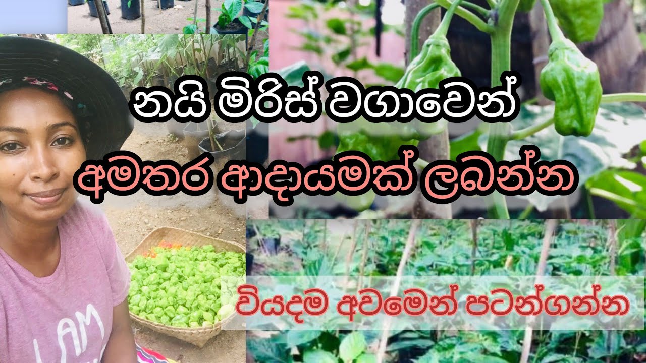 ගෙදර තියෙන දේවලින් නයි මිරිස් වගාව පටන්ගමු | #money #income #naimiris