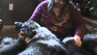 Lap Therapy by DireWolf Dogs of Vallecito, LLC 971 views 9 years ago 7 minutes, 7 seconds