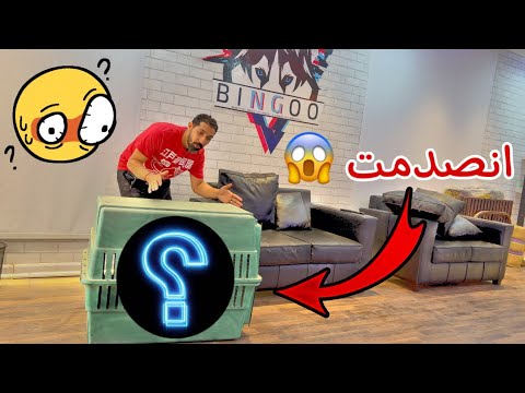 فيديو: شاهد هذا القط فعل ثقة فعلية سقوط