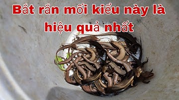 cách câu rắn mối không dùng lưỡi câu cực nhại #cuocsongmientay
