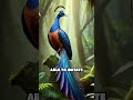 Kookaburra vs. Lyrebird: The Ultimate Bird Showdown