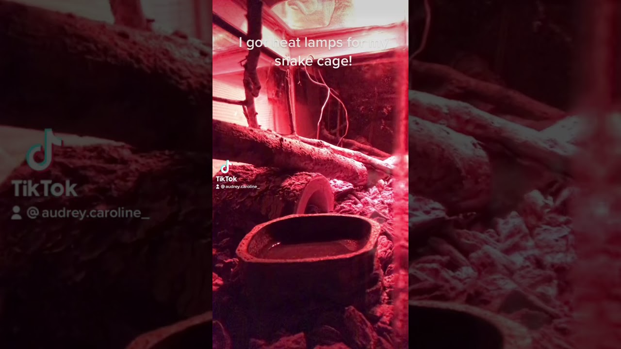 New heat lamps for the snake cage!