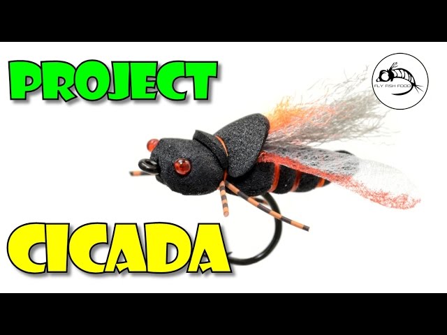 Project Cicada Fly  Mad River Outfitters