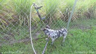 Fluffy Frenchie Investigates Water Dripping From Hose by Love Wags A Tail 144 views 8 months ago 18 seconds