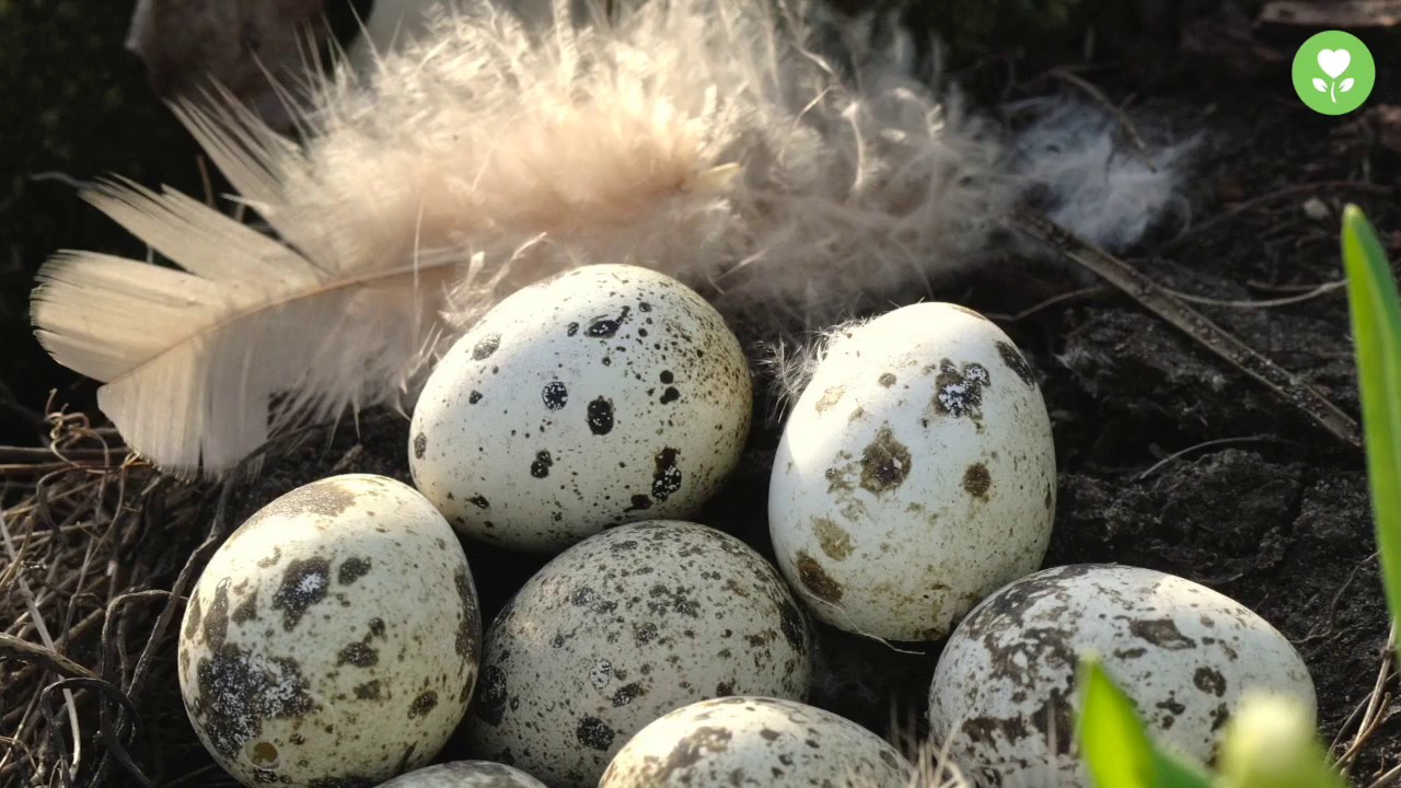 Vogelschutz im eigenen Garten - YouTube