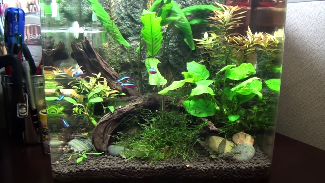 Fluval Flora: Overview YouTube