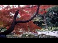 Осень в Токио. Красные клены - момидзи. Японский язык. Изучение японского языка онлайн