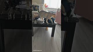Cheeky Cat Plays On Table Then Hides Behind Luggage Funny Kitten Moments