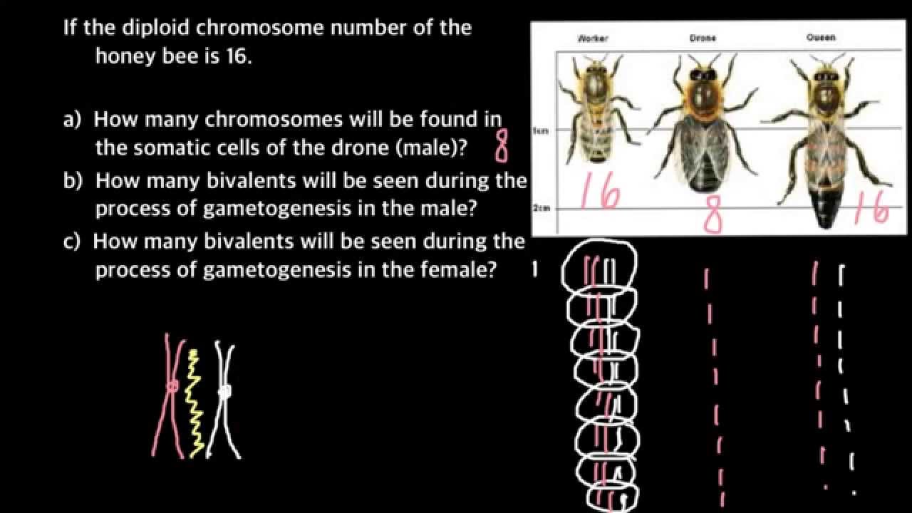  Haplodiploidy  easy explanation YouTube