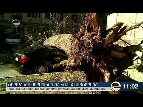 გლდანში ძლიერმა ქარმა ხე მოგლიჯა