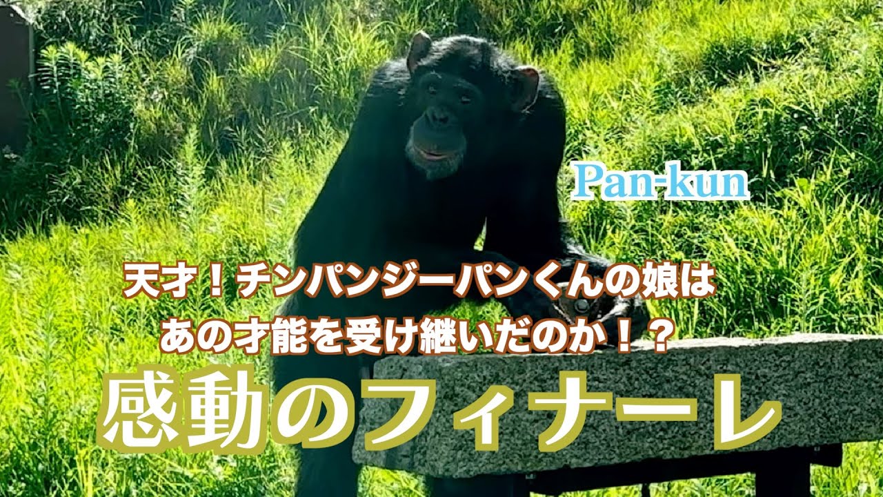 天才チンパンジーパンくんの娘プリンちゃんは、あの才能を受け継いだのか！？感動のフィナーレ&母親ポコちゃん衝撃のラスト【マカダミアナッツ】モンキーふーちゃん若さの秘訣🐒（フサオマキザル）