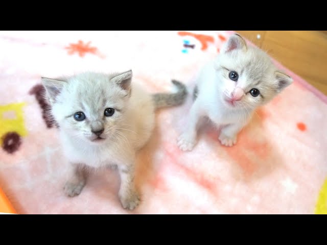 猫子猫　INUTERO黒赤XL ピンク狂気XL 2点まとめ 生後2ヶ月 子猫 仔猫 猫の写真素材 - PIXTA