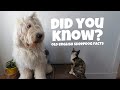 10 Interesting Old English Sheepdog FACTS┃Ed&Mel の動画、YouTube動画。