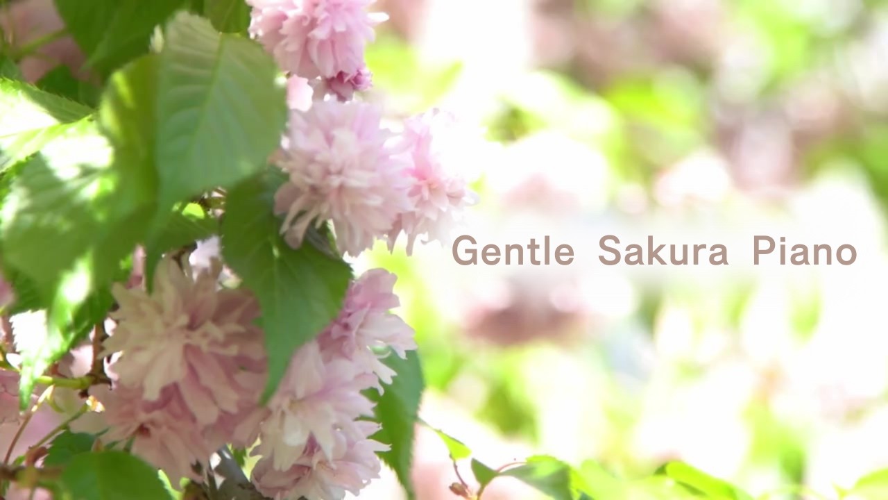 【Gentle Piano】ふんわりやさしい桜ピアノBGM｜春の光に包まれて｜作業用・リラックス