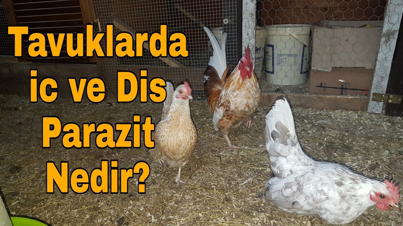 TAVUKLARDA İÇ VE DIŞ PARAZİT NEDİR ? NASIL ANLAŞILIR ? NASIL TEDAVİ ETMELİYİZ !!???