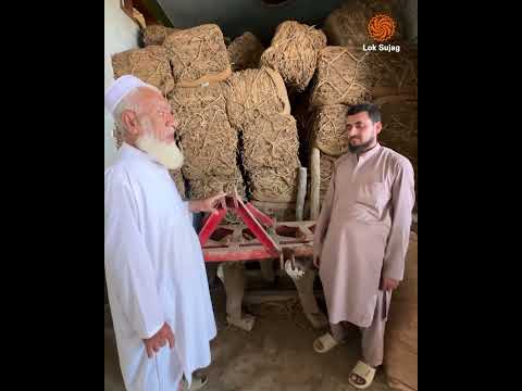 From Profit to Loss: The Fall of Tobacco Farming in Swabi | Loksujag