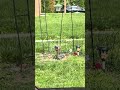 Blue Jay snacking #shorts #ytshorts #viralshort #nature #birds #bluejay 5/2/26
