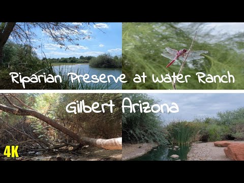Vídeo: Riparian Preserve a Water Ranch a Gilbert, AZ