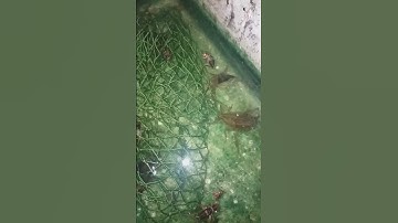 nuôi thành công cà cuống trong thùng xốp#shots