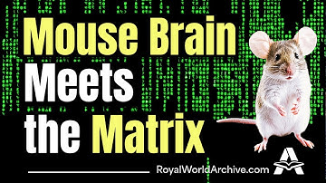 Scientists Make a Mouse Watch the Matrix