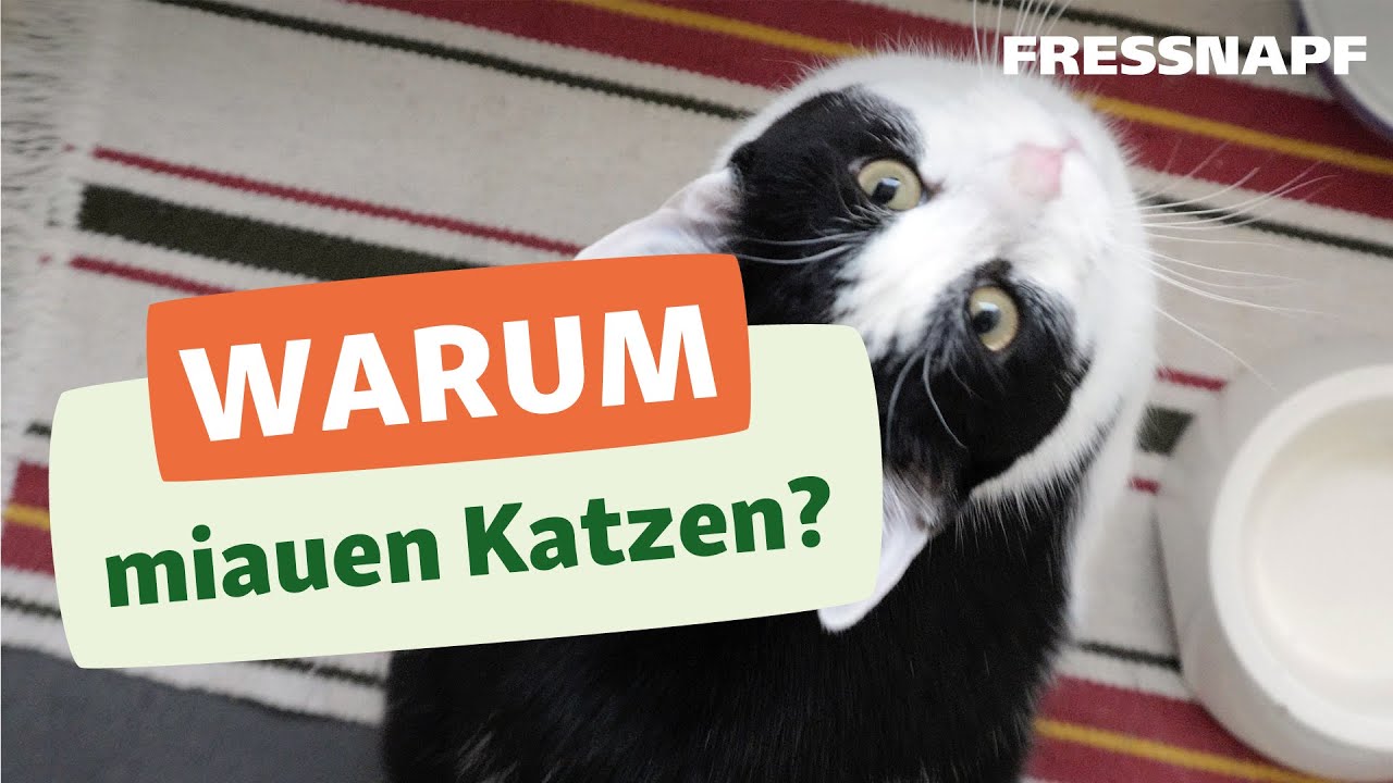 Warum Miauen Katzen