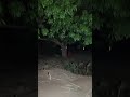 scary women Ghost | रात 12 00 बजे पेड़ के पास चुड़ैल क्यों रो रही है #trending #viral #shorts