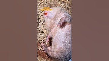 Dúi nó có bầu trông thế nào #chănnuôi #nôngnghiệp #cầygiống #chồngiống #môhìnhnuôidúi