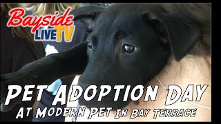 Modern Pet Adoption Day