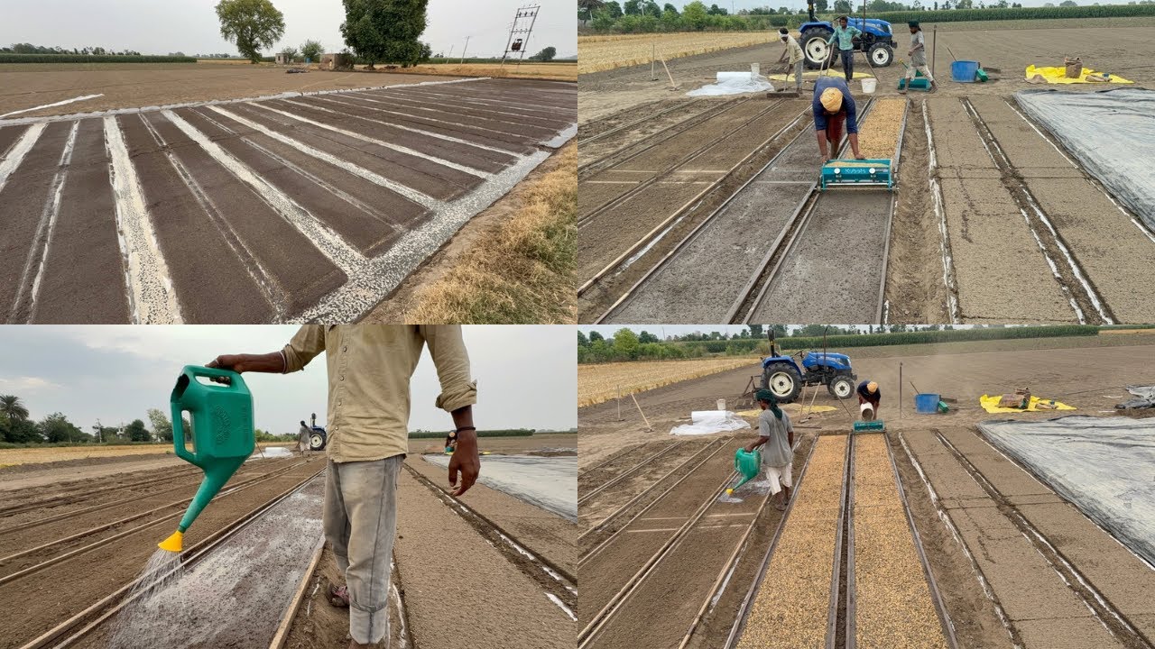 ਅੱਜ ਮਸੀਨ ਵਾਲੀ ਪਨੀਰੀ ਬੀਜਣੀ ਸੁਰੂ ਕਰਤੀ ਆਪਾ ਵੀ ਮਿਹਨਤ ਬਹੁਤ ਆ ਬੀਜਣ ਵਿੱਚ