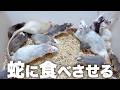 増えすぎたラットを蛇に食べさせる