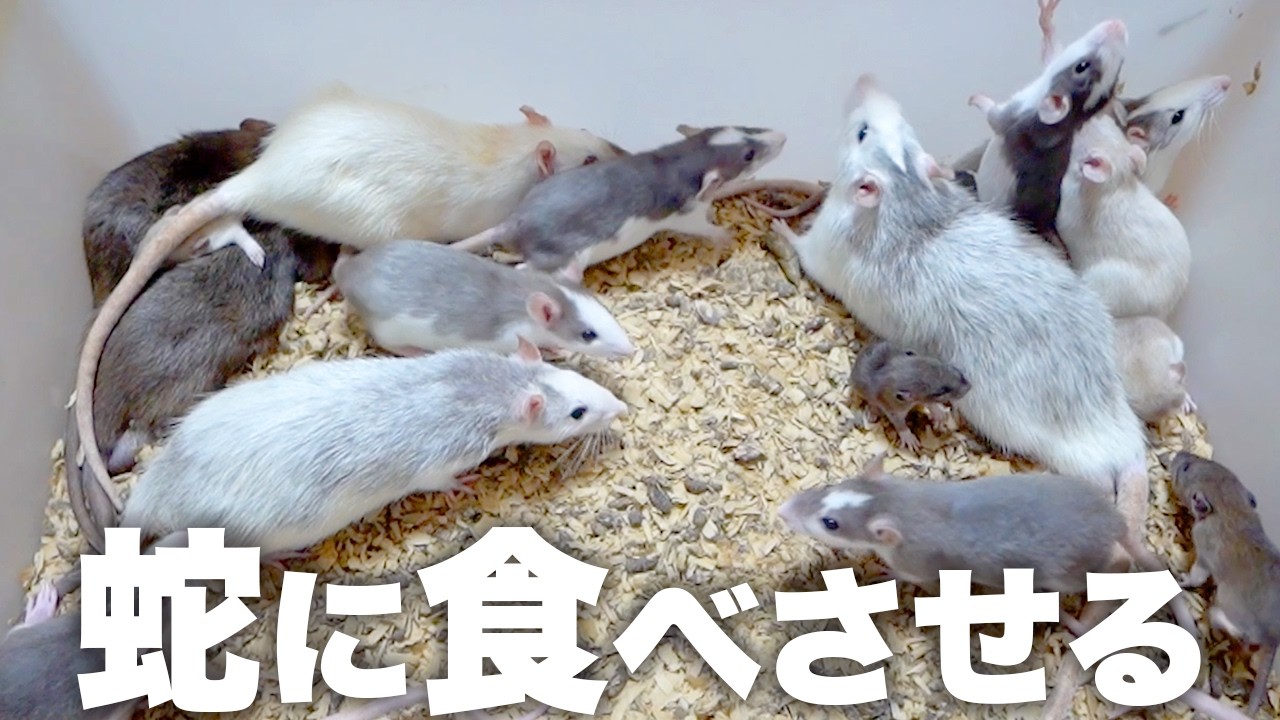 増えすぎたラットを蛇に食べさせる