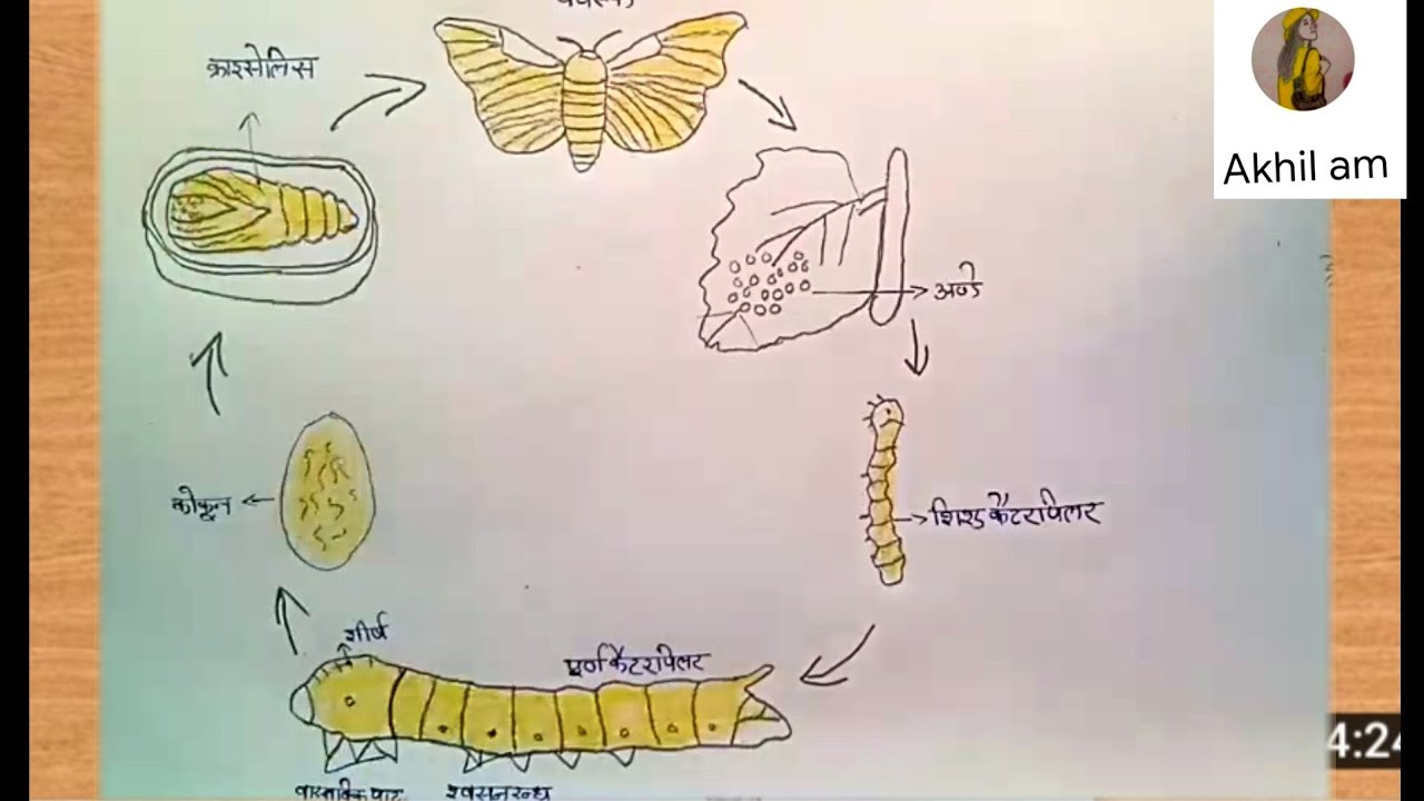 Resham keet life cycle drawing/How to draw life cycle of silk moth