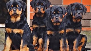 10 أسباب لشرائي و أختيار | كلاب الروت وايلر | أخطر و أشرس كلاب العالم