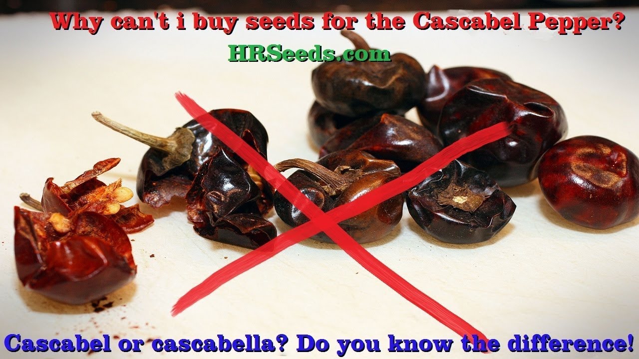 I give up on trying to buy seeds for the Cascabel pepper and here's why