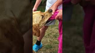 Britain’s Most Destructive Dog!