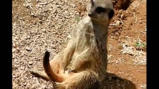 هذه الحيوانات تنافسك في الكسل الأسود