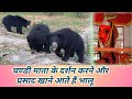 Bears come at Chandi Mandir चंडी मंदिर के भालू Ghunchapali Bagbahra CG